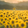 135mm F1.8 DG HSM [jRp]ŎBeʐ^