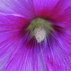 FE 70-200mm F4 Macro G OSS II SEL70200G2ŎBeʐ^