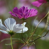 150-600mm F5-6.3 DG OS HSM Contemporary eRo[^[Lbg [VO}p]ŎBeʐ^