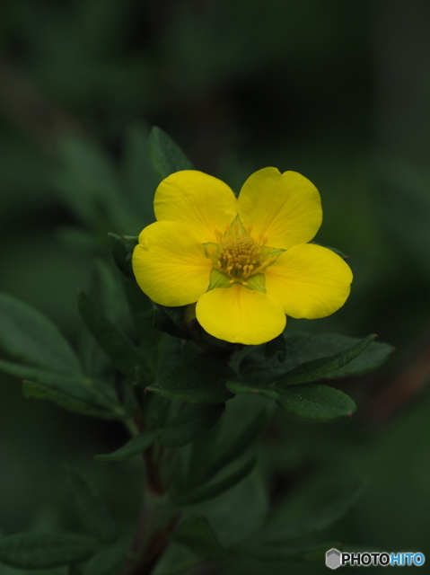 キンロバイ by ムナ (ID:11858047) 写真共有サイトPHOTOHITO