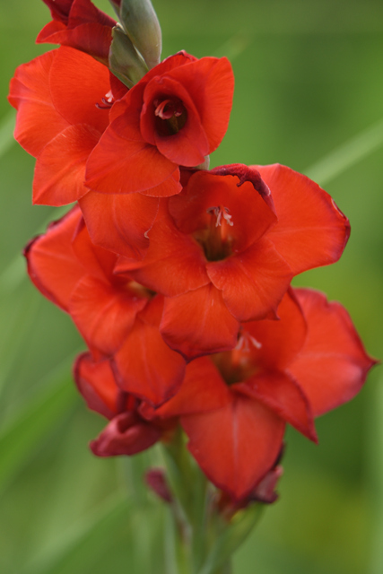 赤い by yuka4 (ID:12532934) 写真共有サイトPHOTOHITO