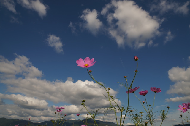 コスモス2 by 古都ポタ (ID:7156504) 写真共有サイトPHOTOHITO