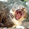 FinePix S1 Pro {fBŎBeʐ^