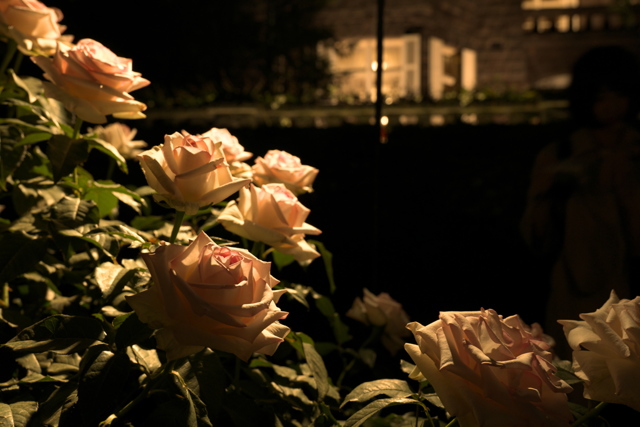 人と写真をつなぐ場所 matukaze ファン登録 夜薔薇コメント0件同じタグが設定されたmatukazeさんの作品最近お気に入り登録したユーザータグ撮影情報EXIFデータ撮影地