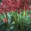 tHNg_[ NOKTON 23mm F1.2 Aspherical X-mountŎBeʐ^