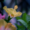 70-300mm F4-5.6 DG MACRO (\j[p)ŎBeʐ^