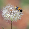 APO MACRO 150mm F2.8 EX DG OS HSM [VO}p]ŎBeʐ^