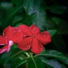 APO 70-300mm F4-5.6 DG MACRO ( AF)ŎBeʐ^