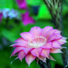 AF 70-300mm F/4-5.6 Di LD Macro 1:2 (Model A17) (\j[p)ŎBeʐ^