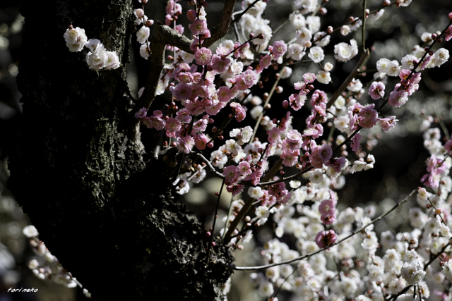 二重奏 by 鳥猫日和 （ID：11636535） 写真共有サイトPHOTOHITO