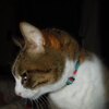 COOLPIX S8200ŎBeʐ^