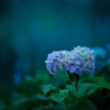 FUJIFILM X-E1 {fBŎBeʐ^