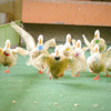 LUMIX DMC-GH2H YLbgŎBeʐ^